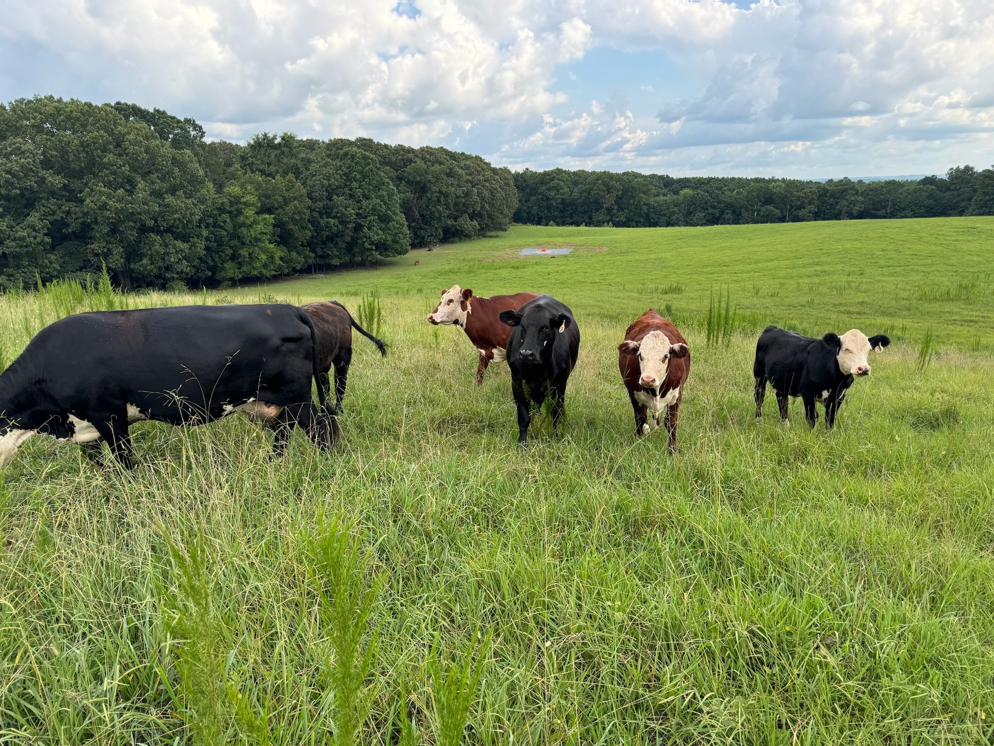 Cows grazing in a grassy field with trees in the background under a partly cloudy sky.