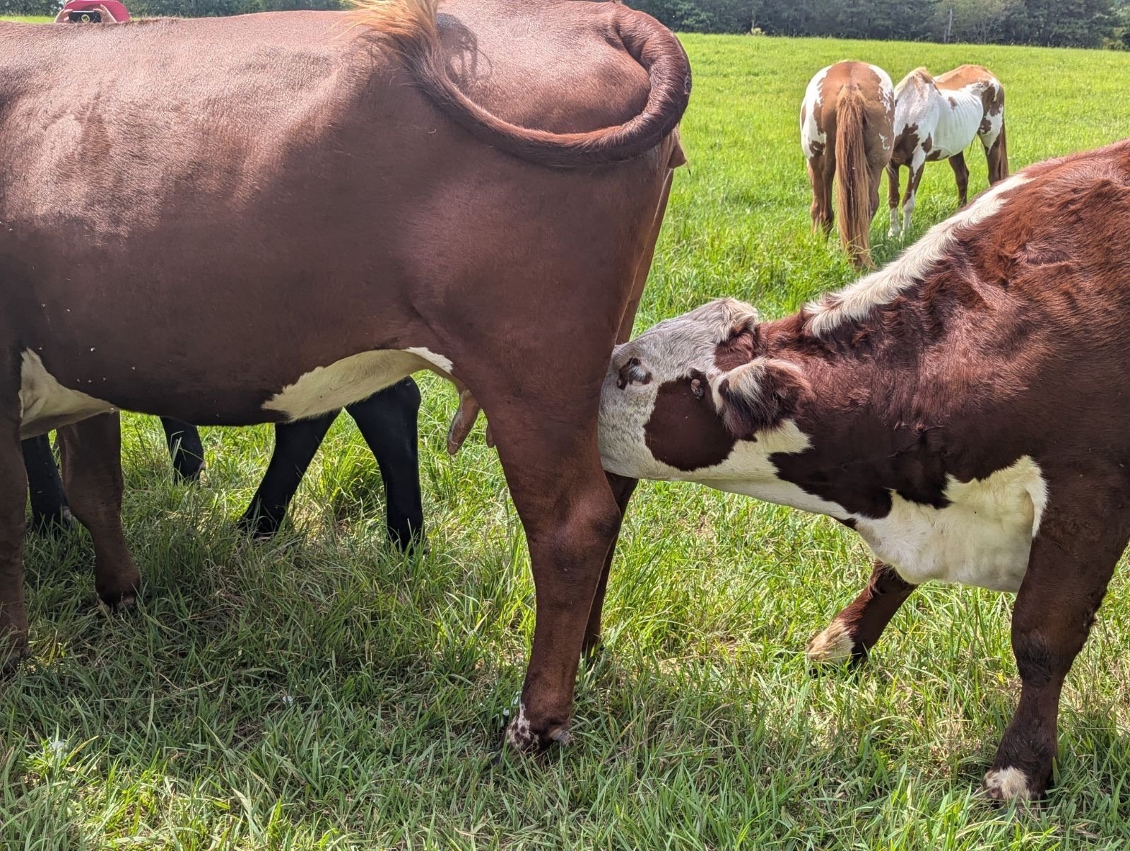 Calf nursing from cow in a grassy field with other cows in the background.