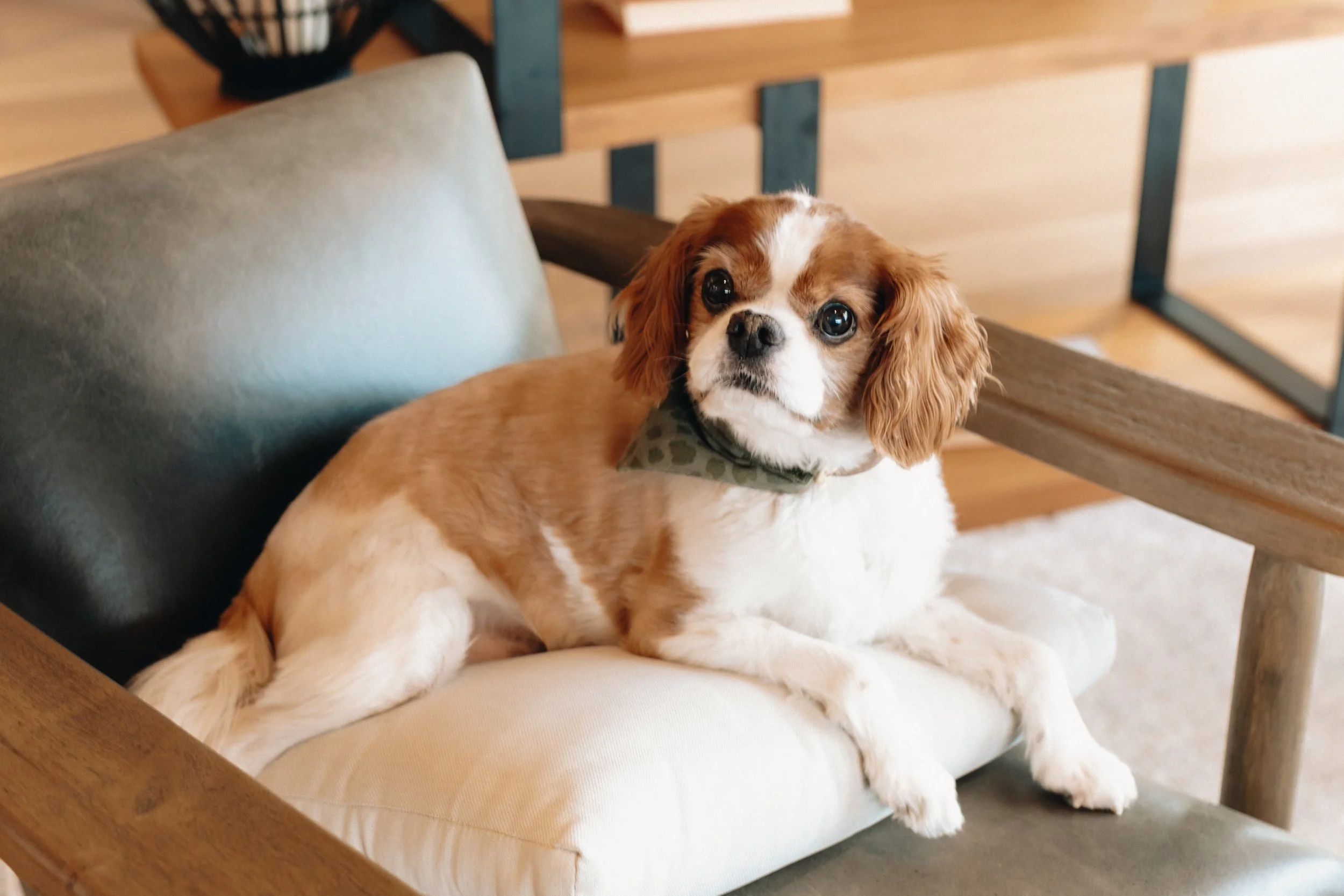 A small dog with brown and white fur, floppy ears, and a collar, sitting on a cushioned chair in a room with wooden floors and furniture.