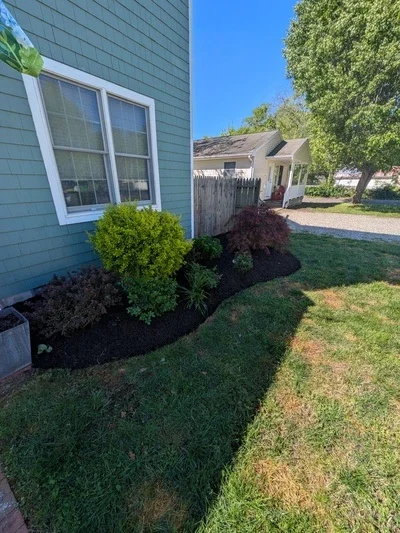 A backyard garden with newly planted bushes and dark mulch, next to a house with light blue siding and white window frames, under a clear blue sky.