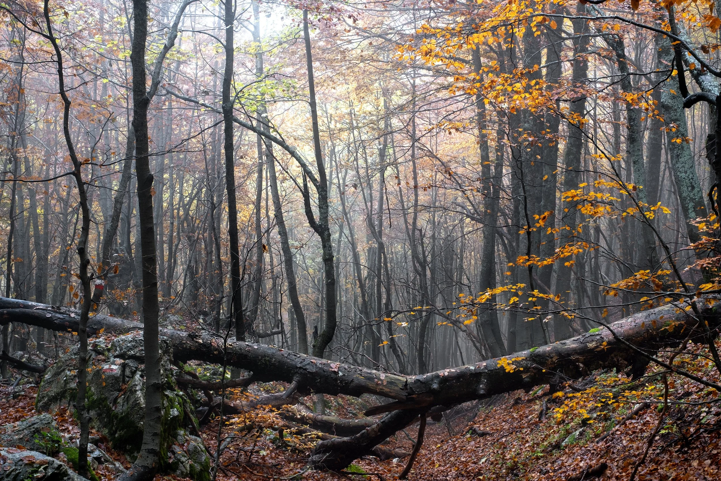 Val di Rose, autumn 2025