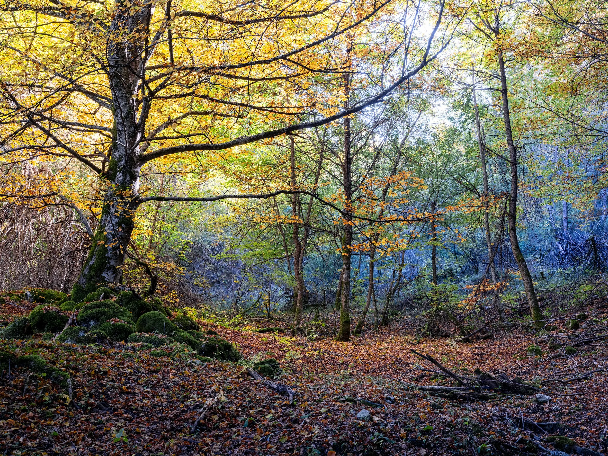 Camosciara, autumn 2026