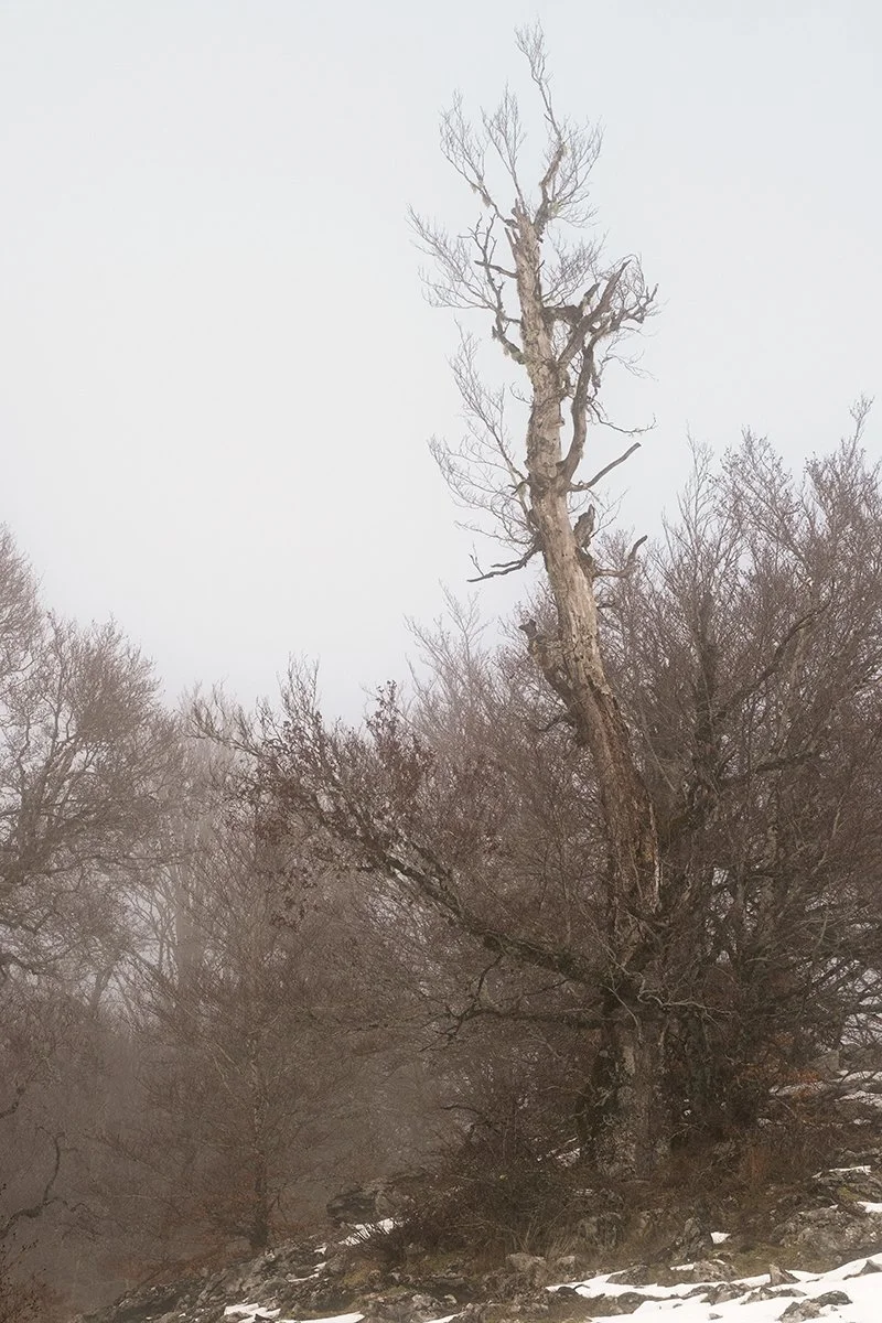 Selva Moricento, Ancient Forest, Winter 2024