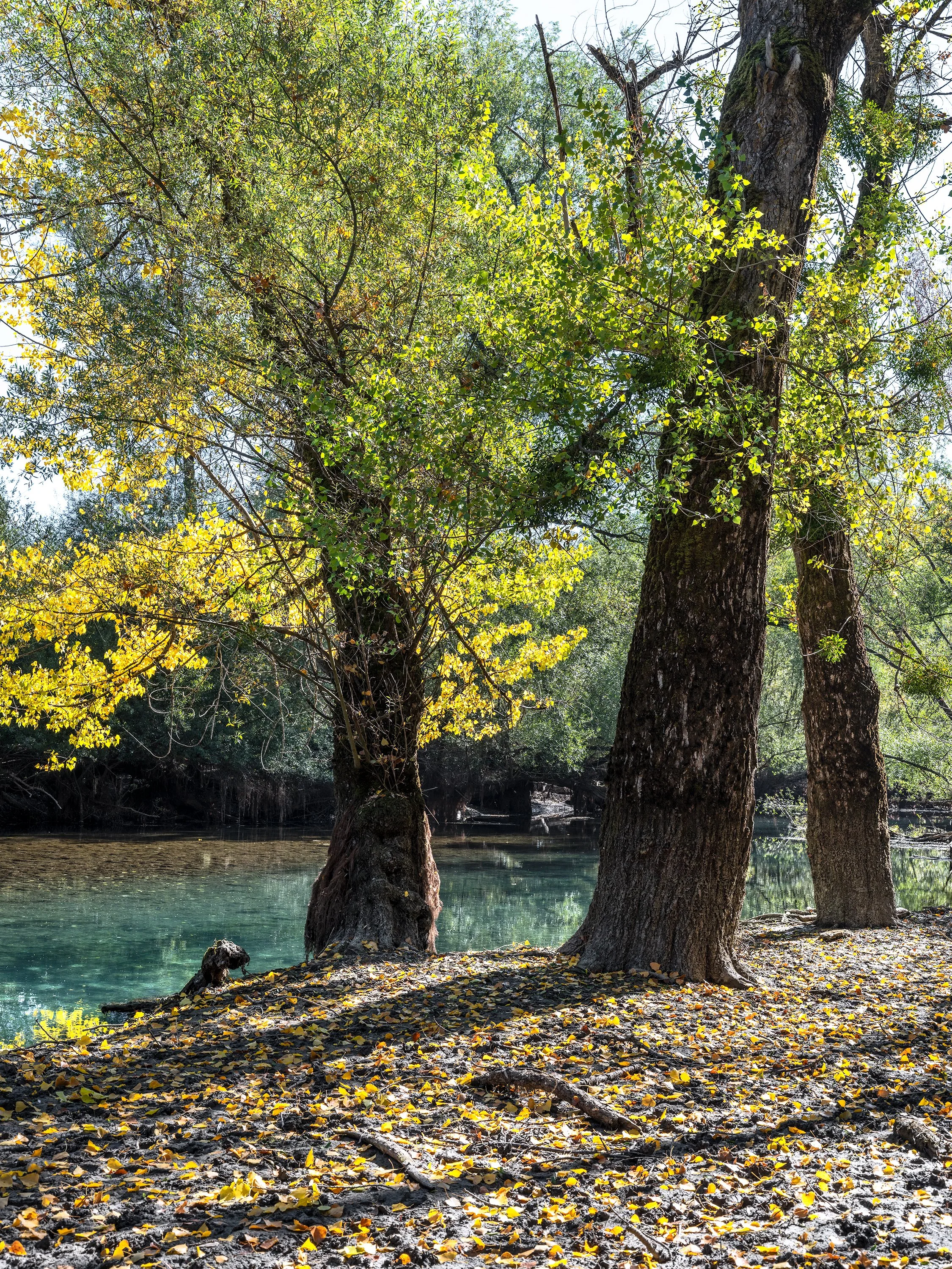 Villetta Barrea wood, autumn 2026