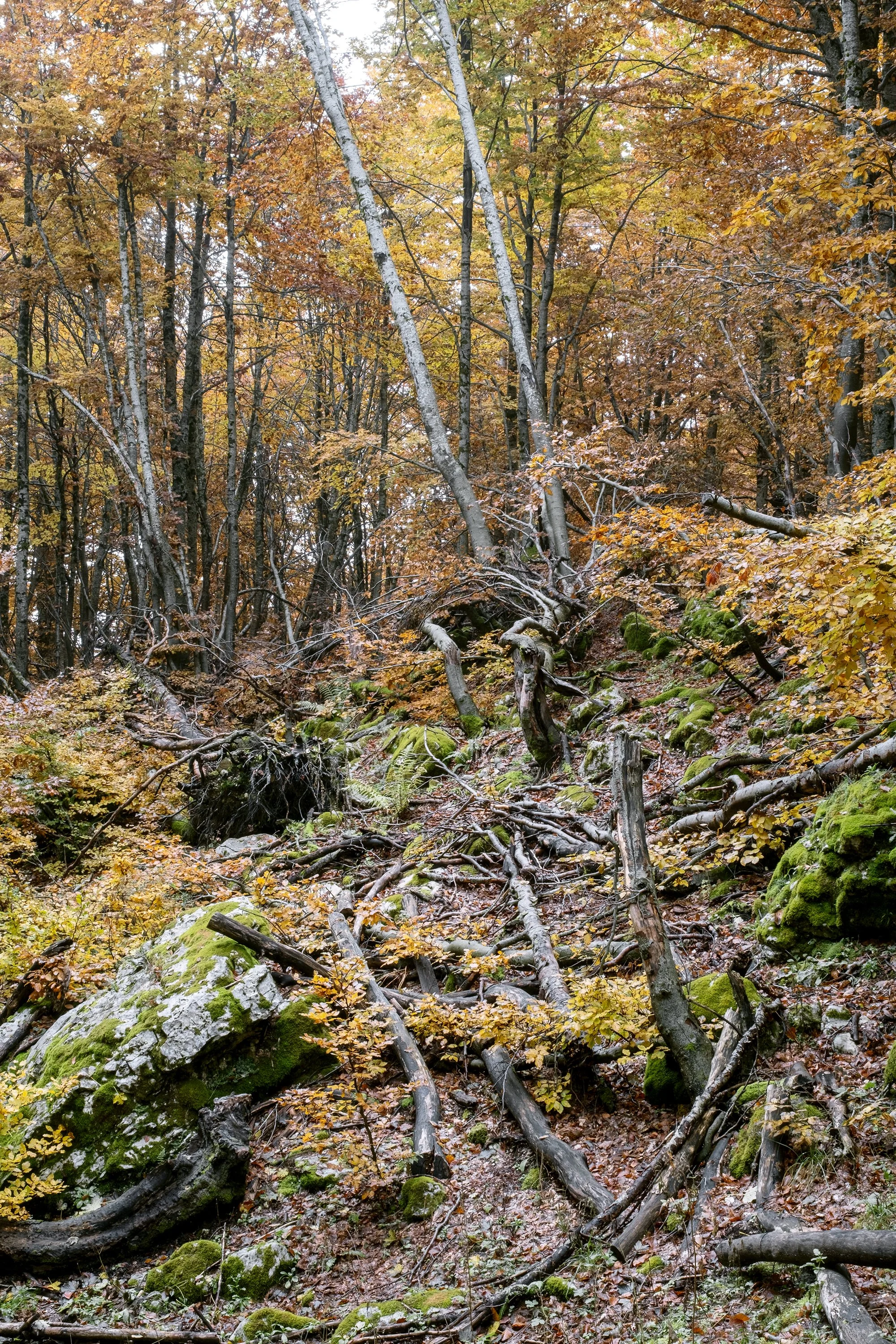 Val di Rose, autumn 2025