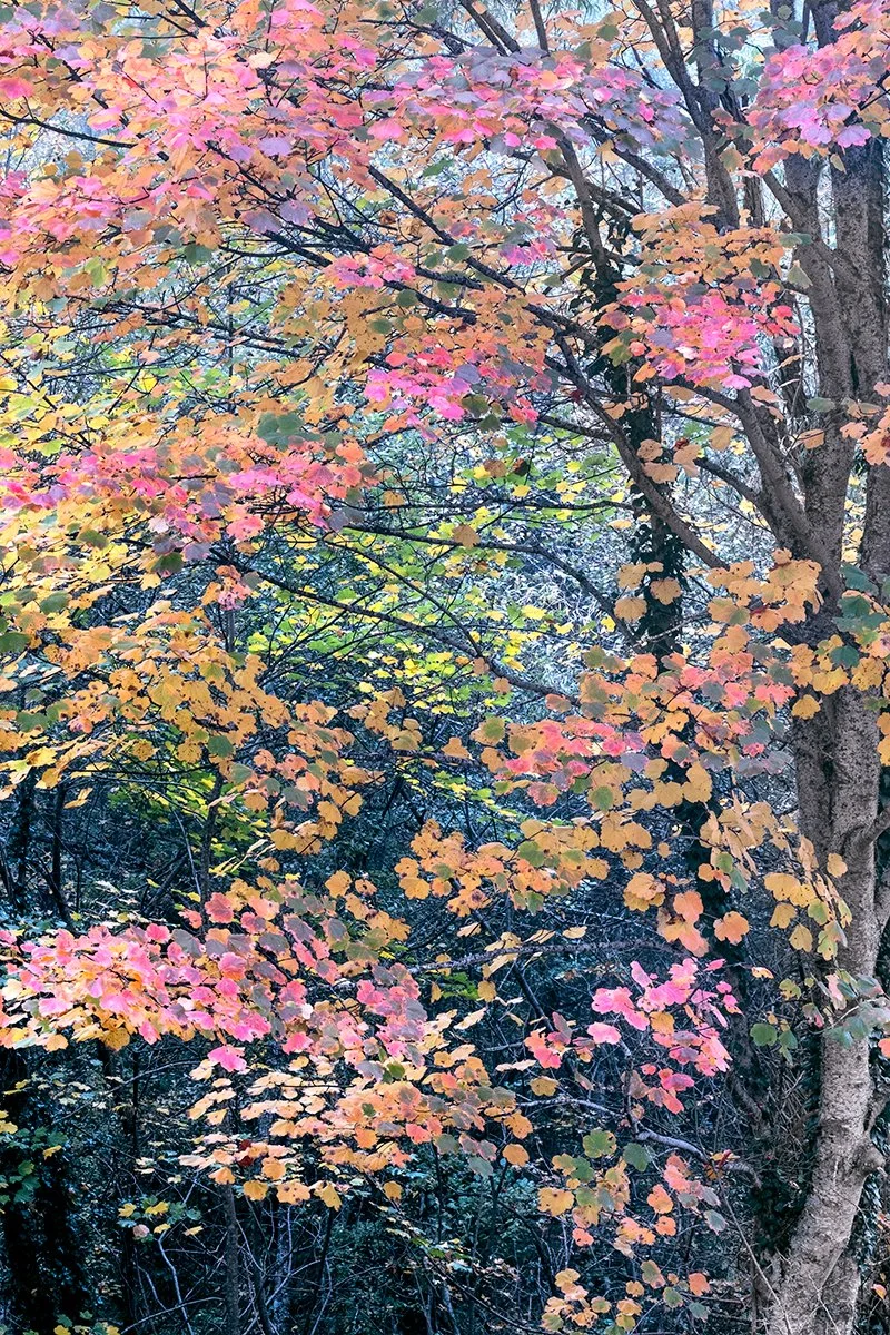 Autumn colors, Campitelli Plateau, Autumn 2024