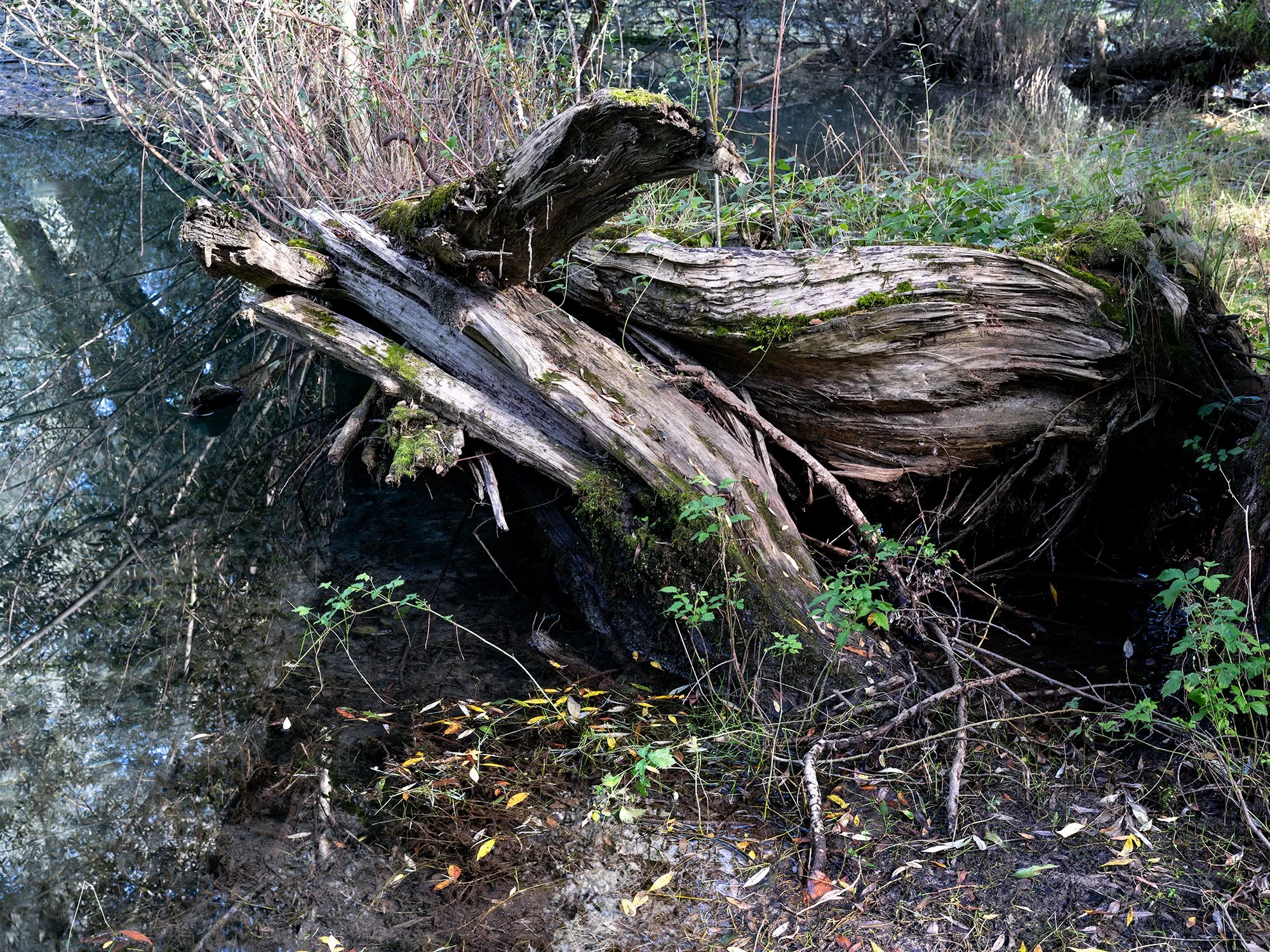 Villetta Barrea woods, summer 2026
