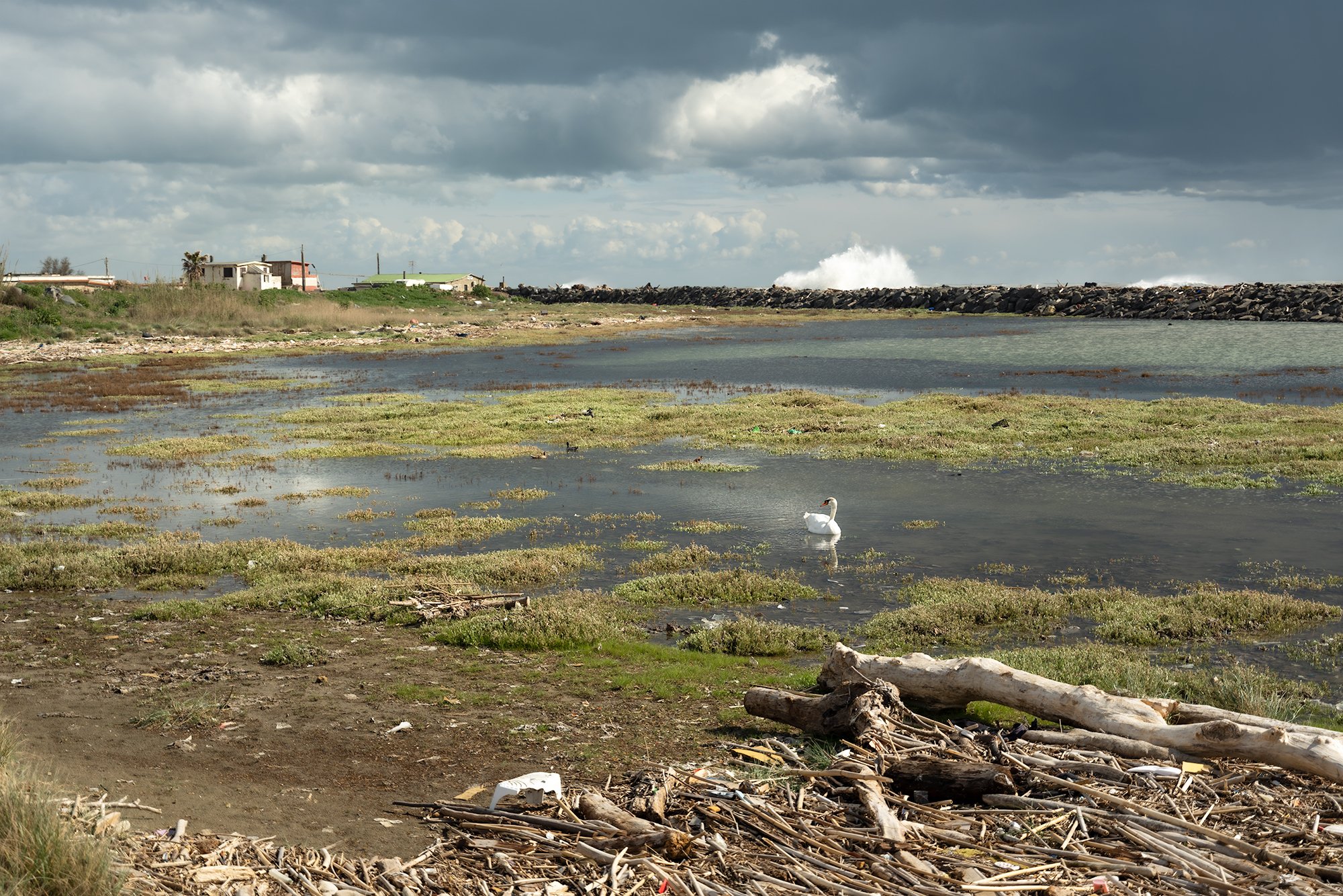 Swan in the brackish area after a storm surge, 2026 - from Deep Blue