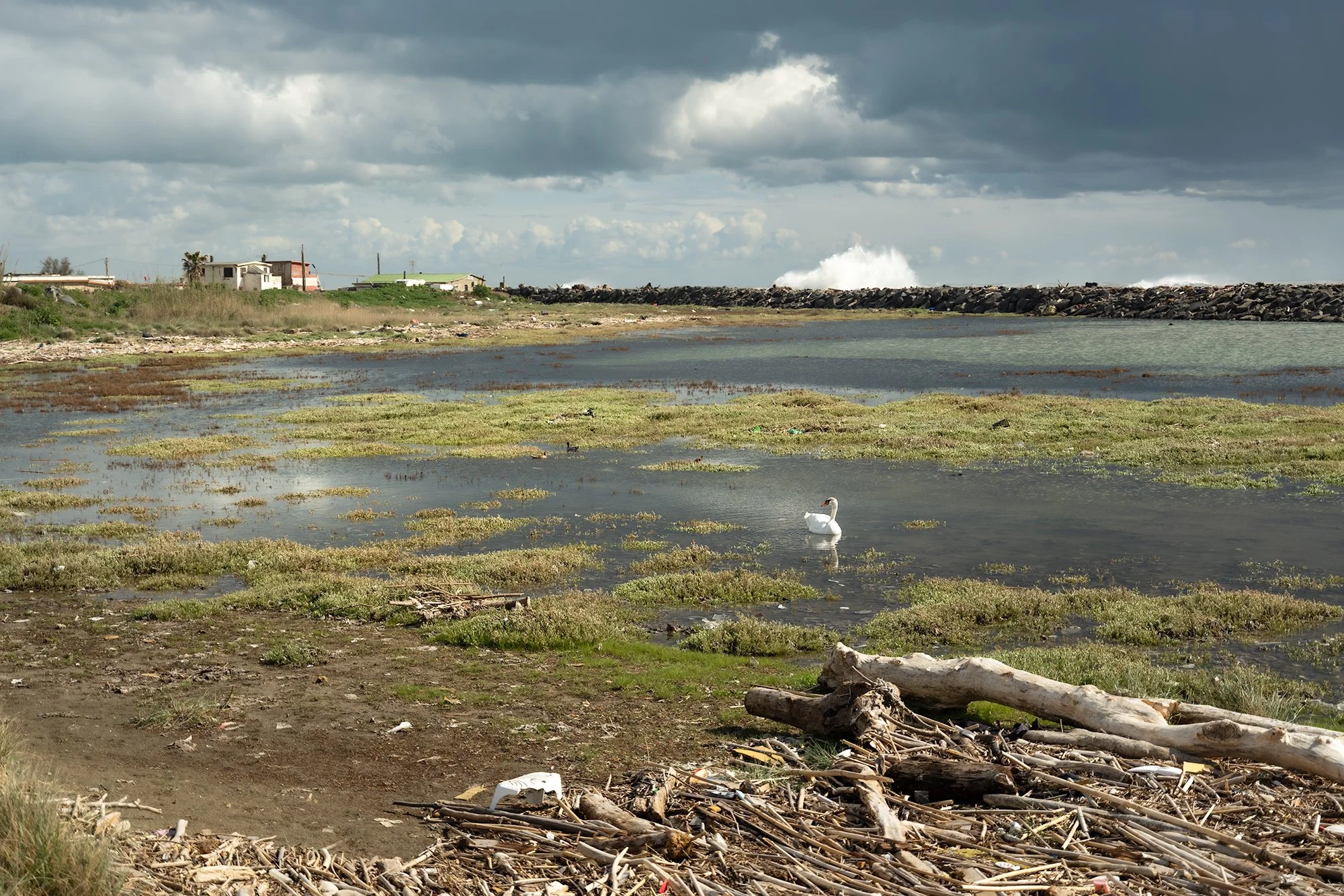 Swan in the brackish area after a storm surge, 2026