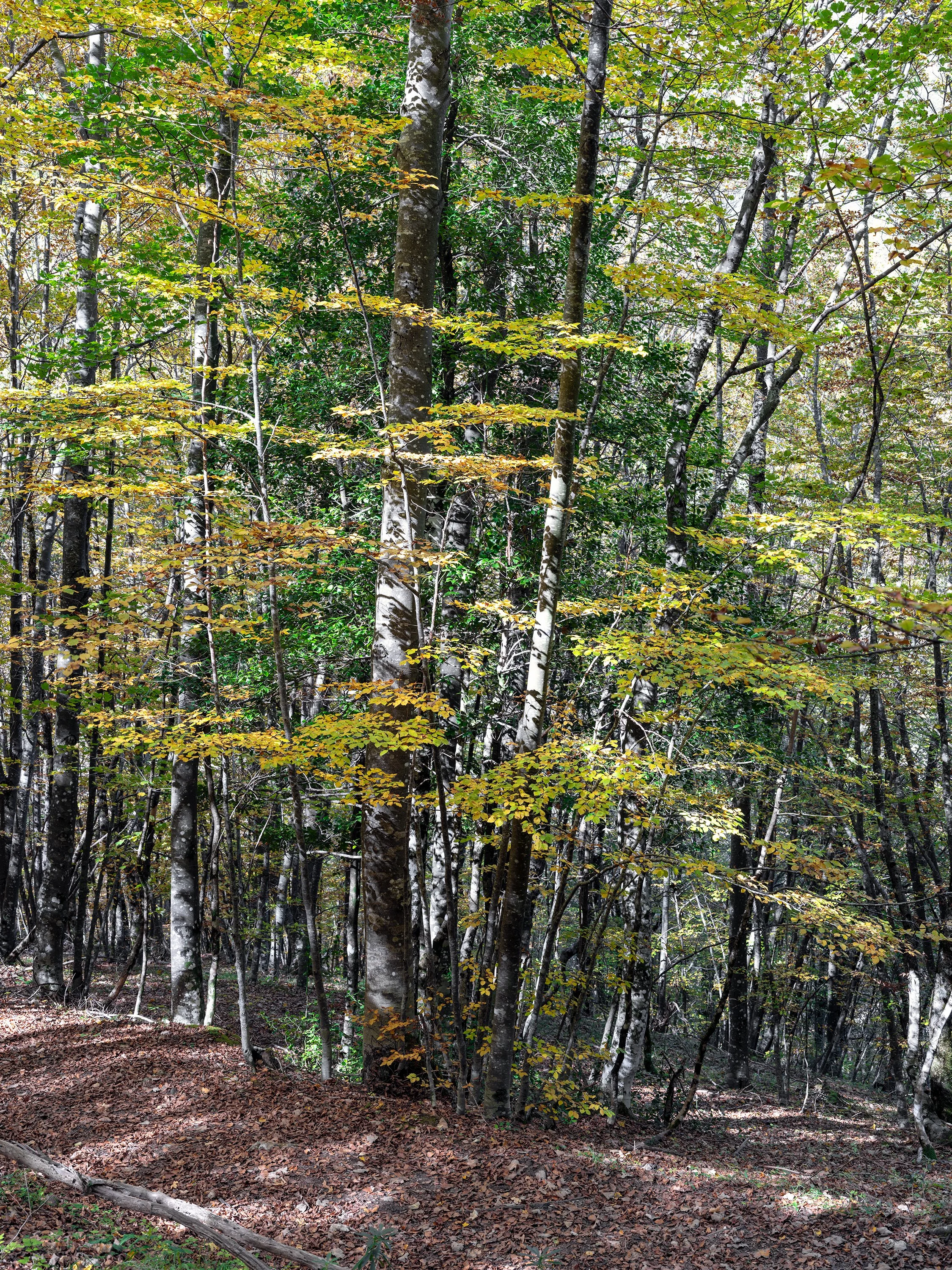 Camosciara, autumn 2026