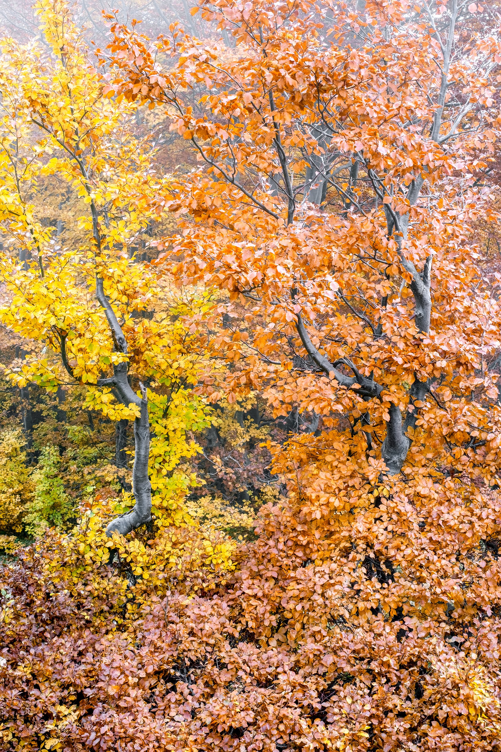 Val di Rose, autumn 2025