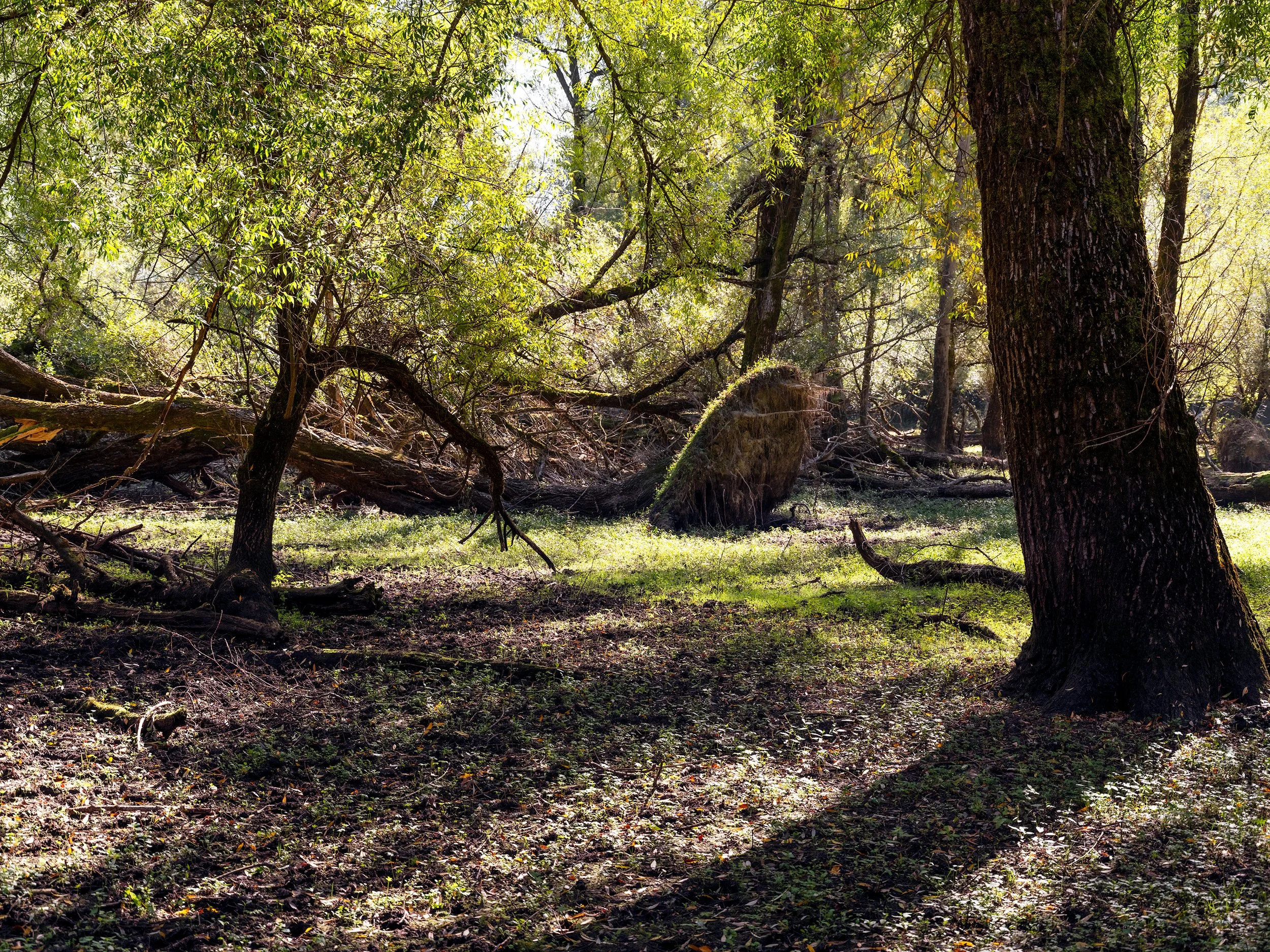 Villetta Barrea woods, summer 2026