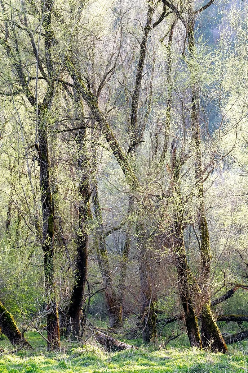 Willow grove in the forest of Villetta Barrea, Spring 2025