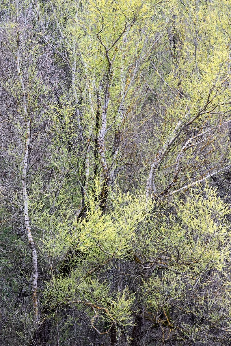Villetta Barrea woods, spring 2025