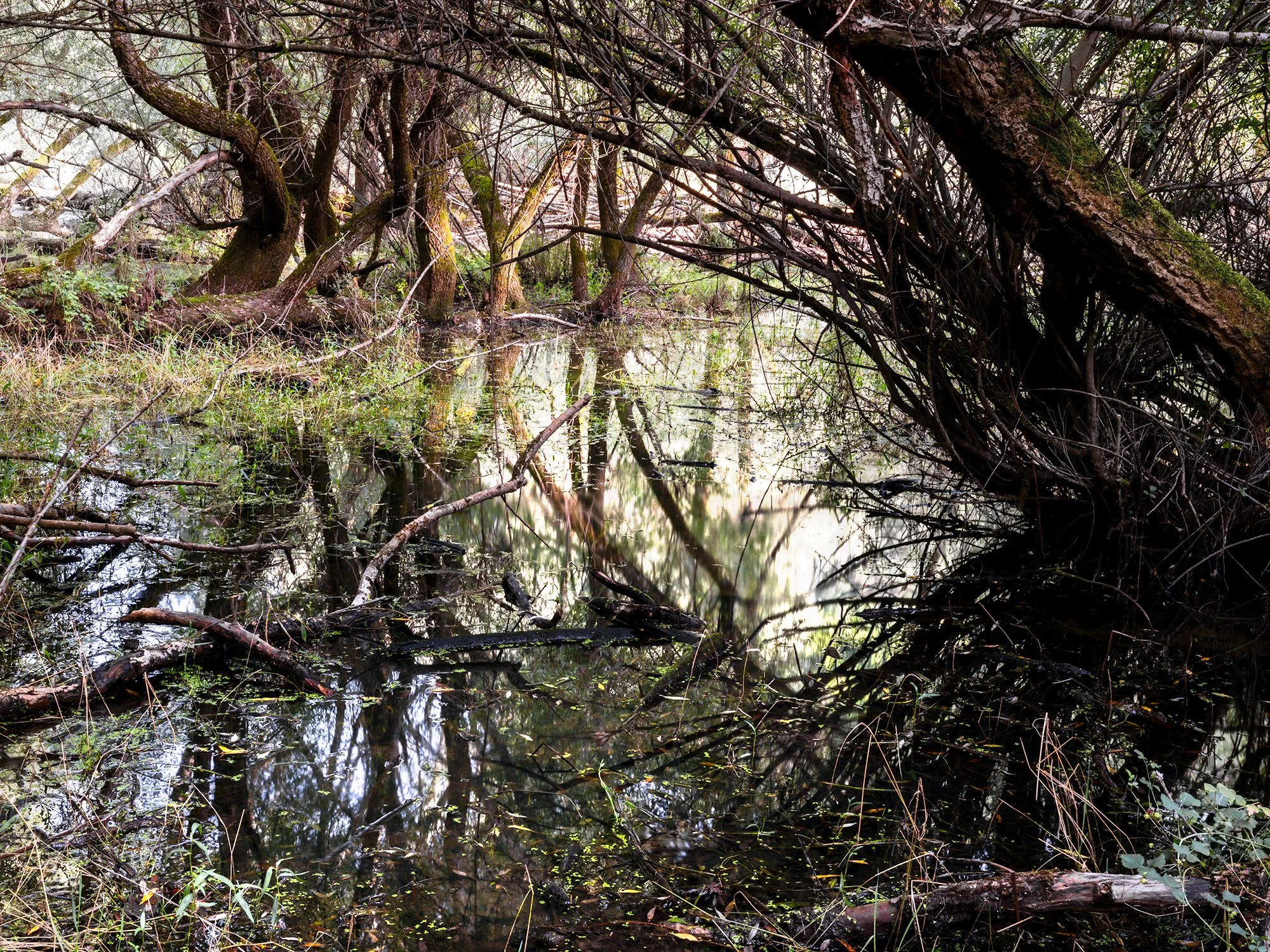 Villetta Barrea woods, summer 2026