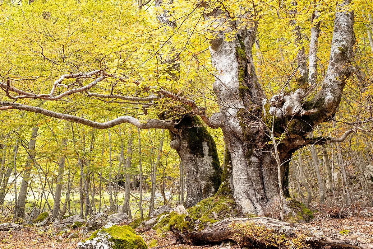 Beech tree in the Jannanghera Valley, Autumn 2024