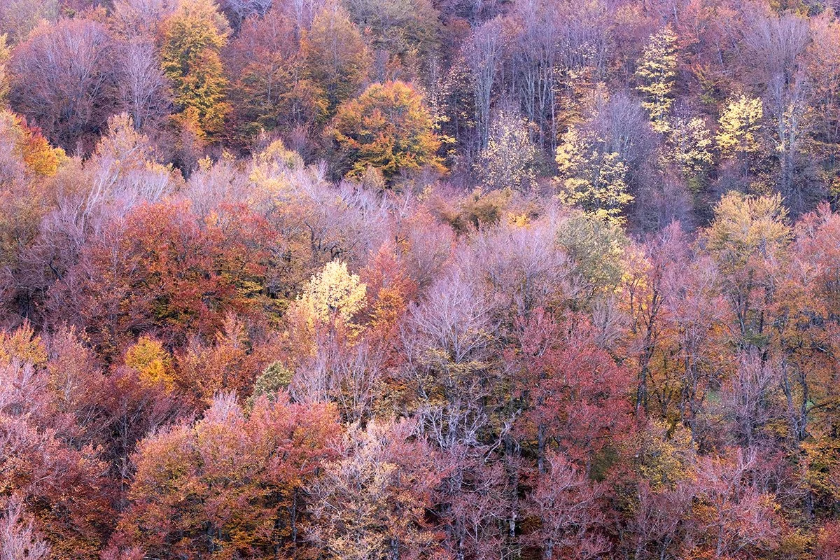 Autumn colors, Valle Chiara, Autumn 2024