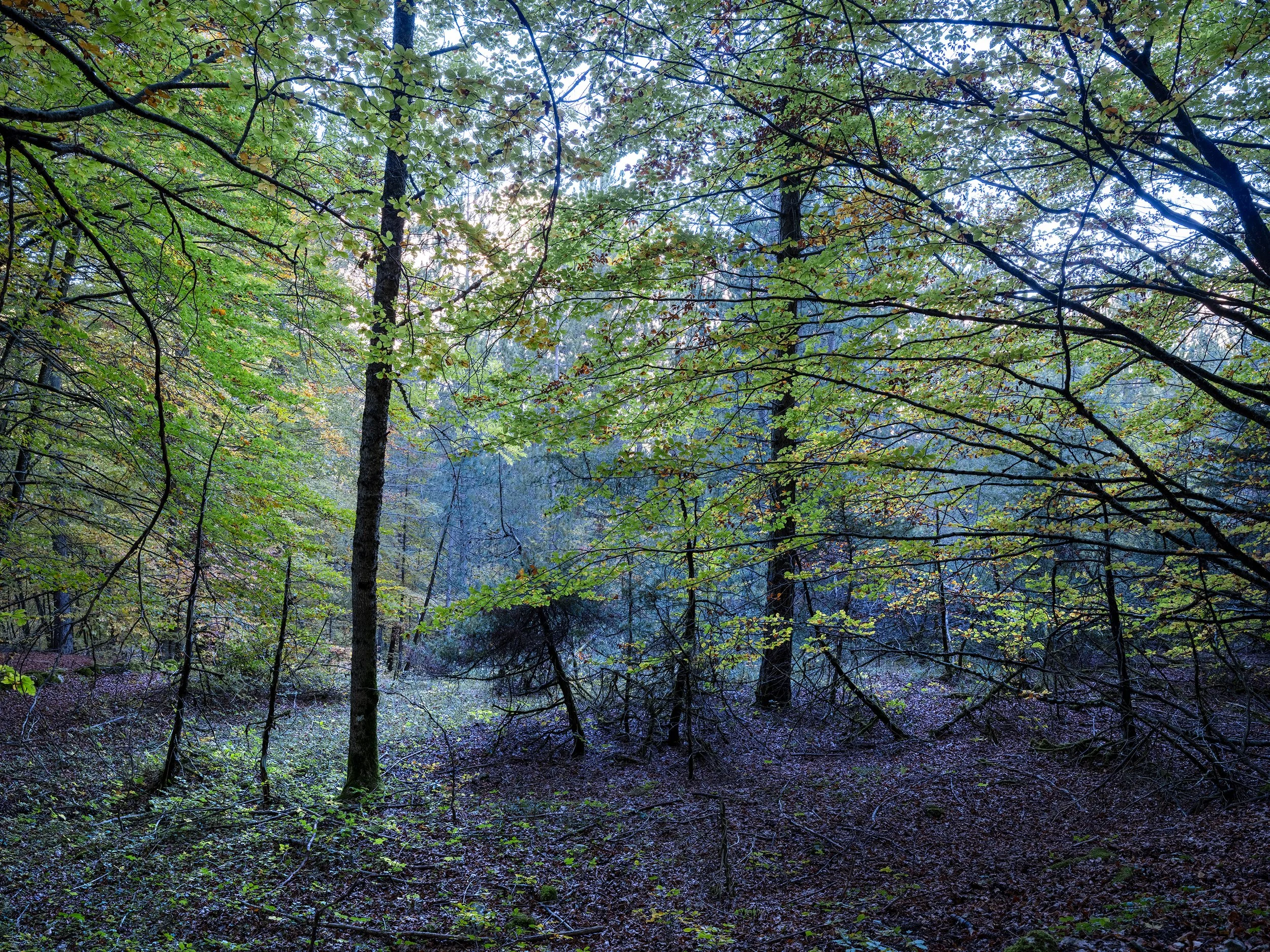 Camosciara, autumn 2026