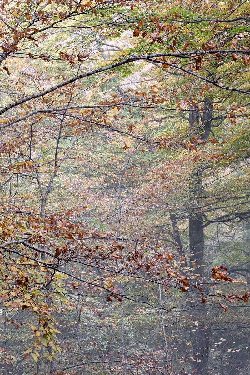 Autumn colors, Campitelli Plateau, Autumn 2024