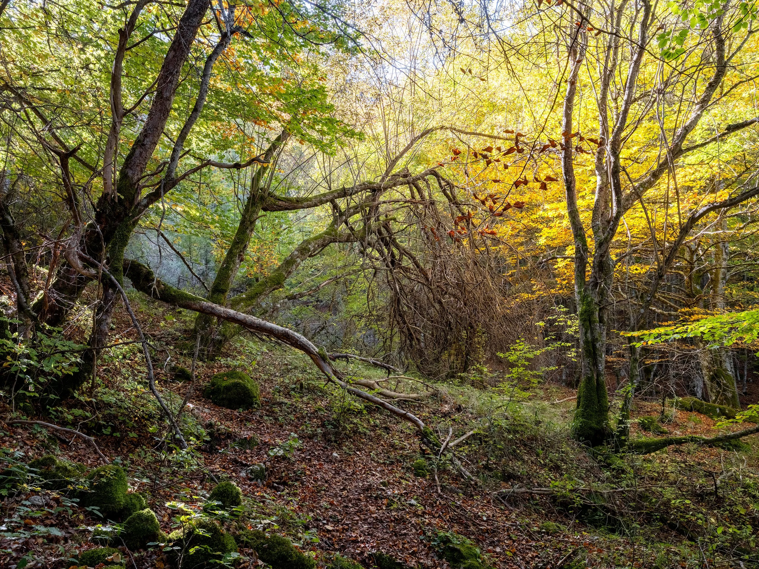 Camosciara, autumn 2026