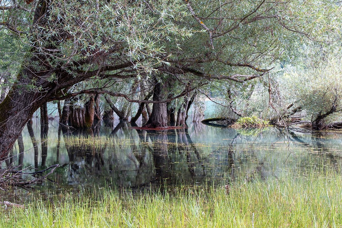 The vegetation in Lake Barrea, Summer 2025