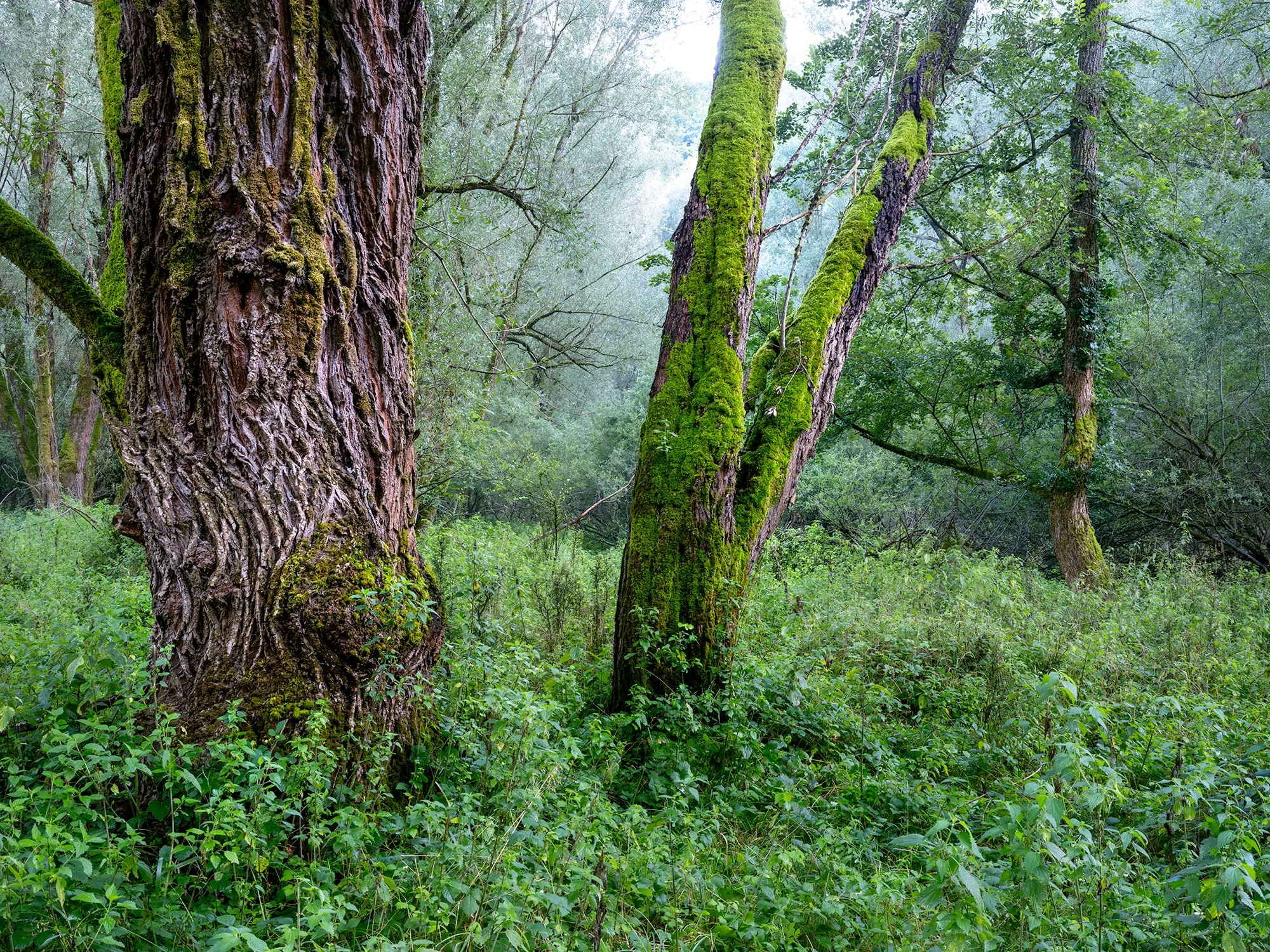 Villetta Barrea woods, spring 2026 - from Intimate Gaze