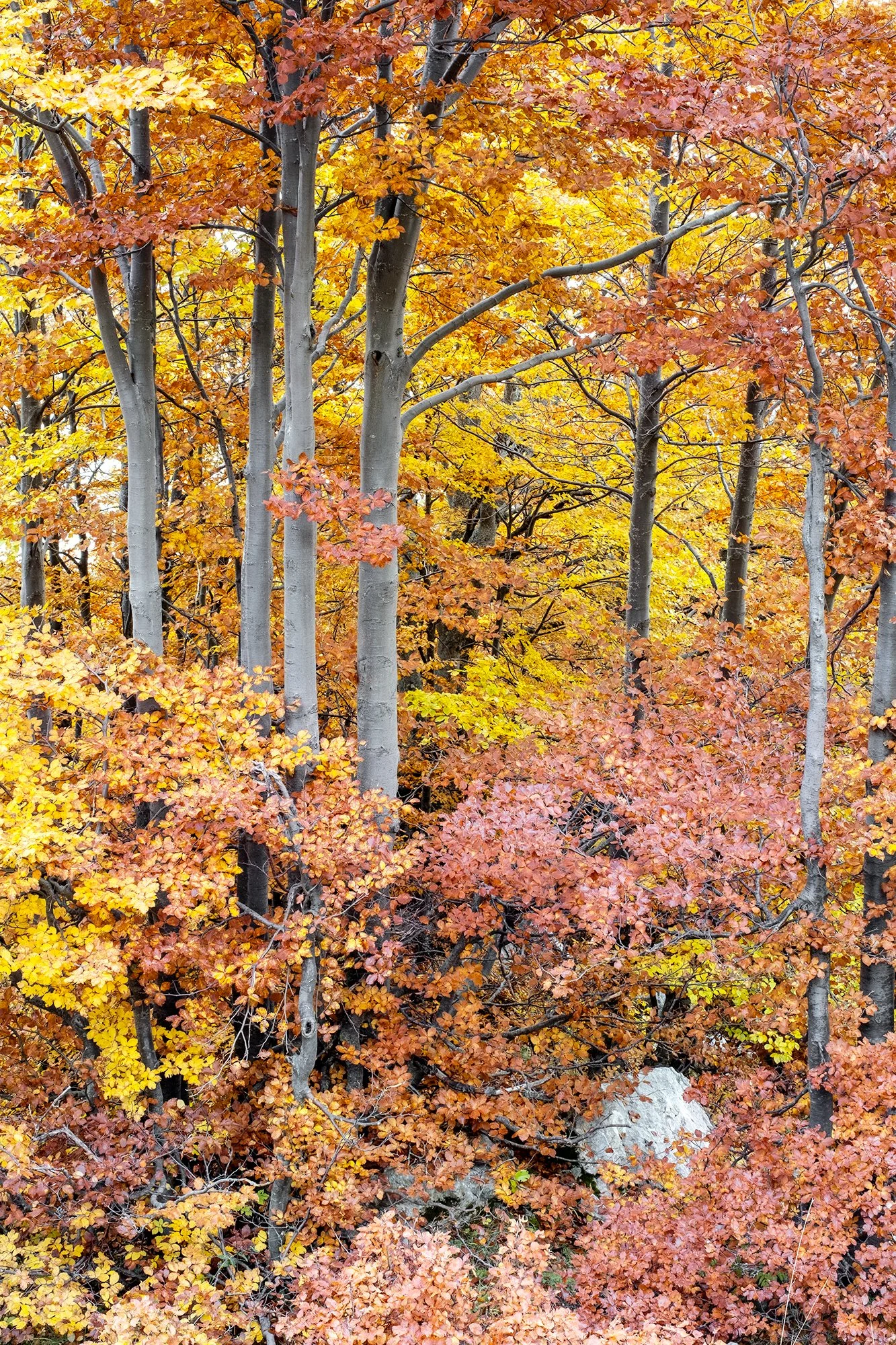 Val di Rose, autumn 2025