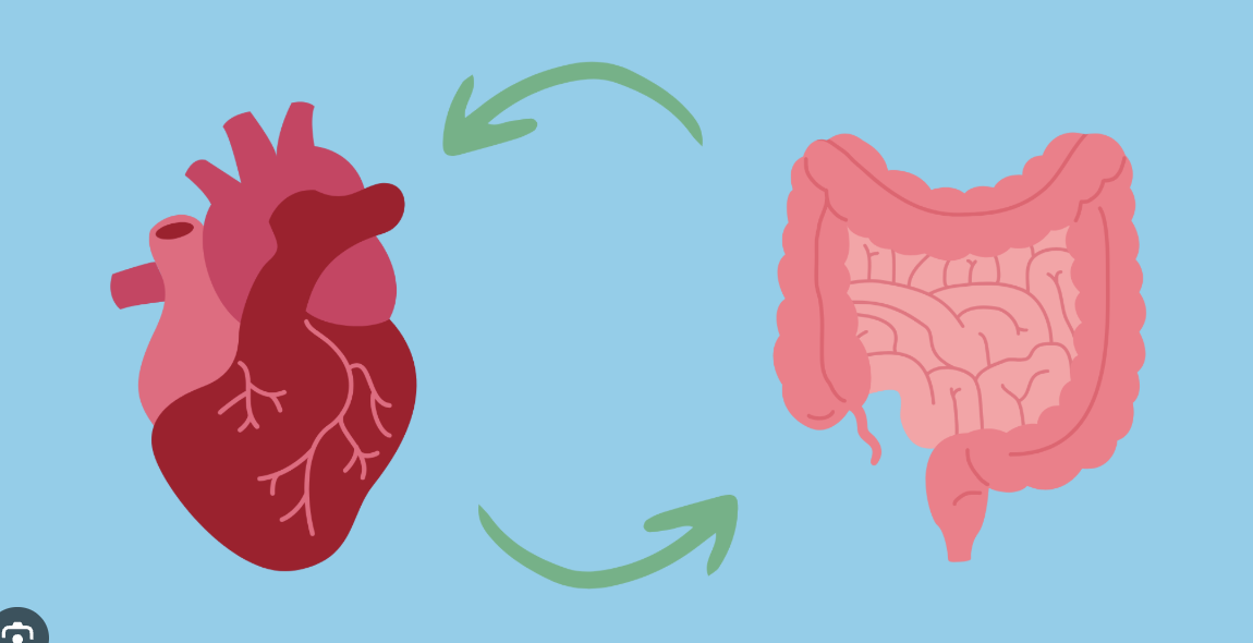 The Gut-Cardiovascular Axis: Why Gut Health Matters Beyond Digestion