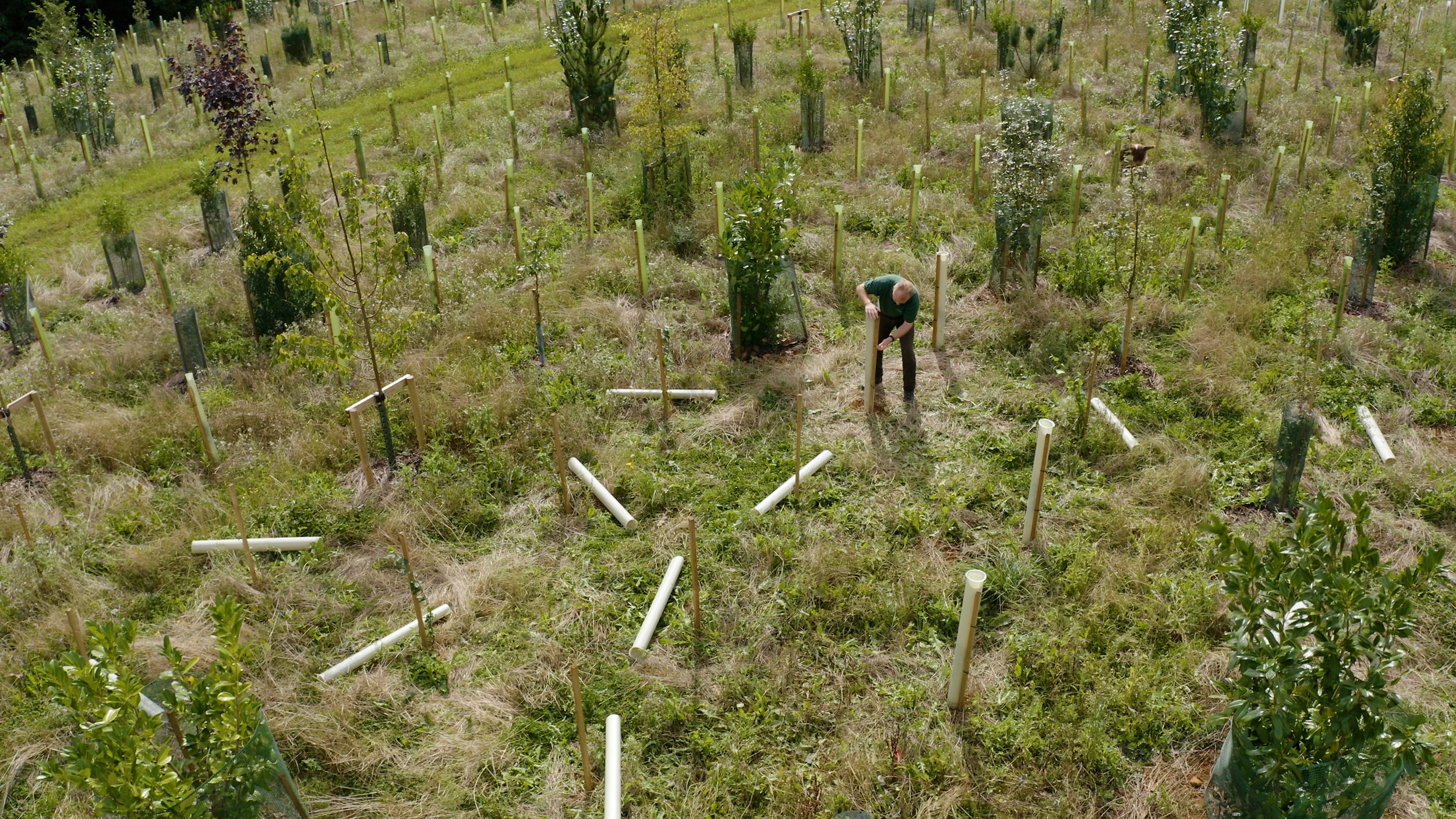 Clean-Tech in Focus: Filming Biome Bioplastics' Biodegradable Tree Shelter