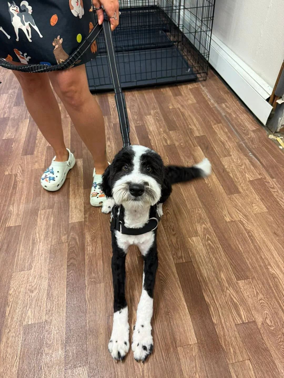 grooming3.jpg