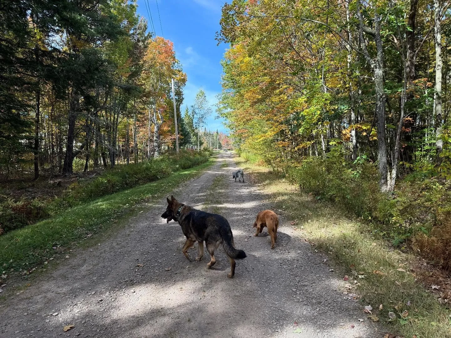 Pack Walks w/ Zara, Hero, Finn, Riley, Fiesta, and Papaya and Dock Pool with Hero, Lisse, Fiesta, and Papaya