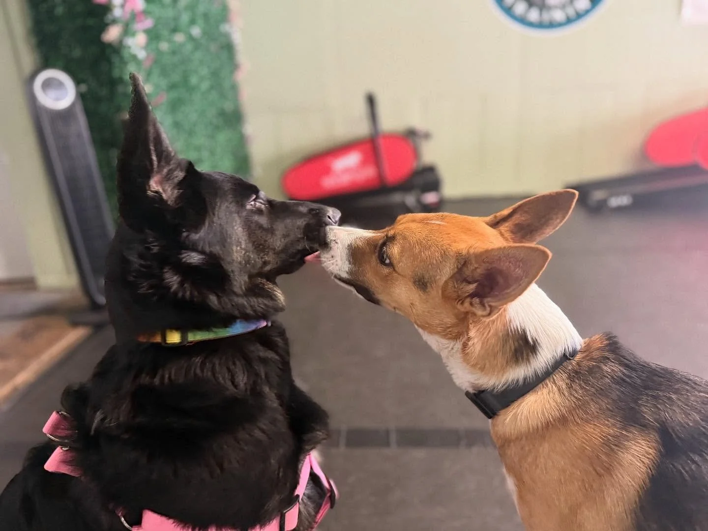 Jolene and Cooper
