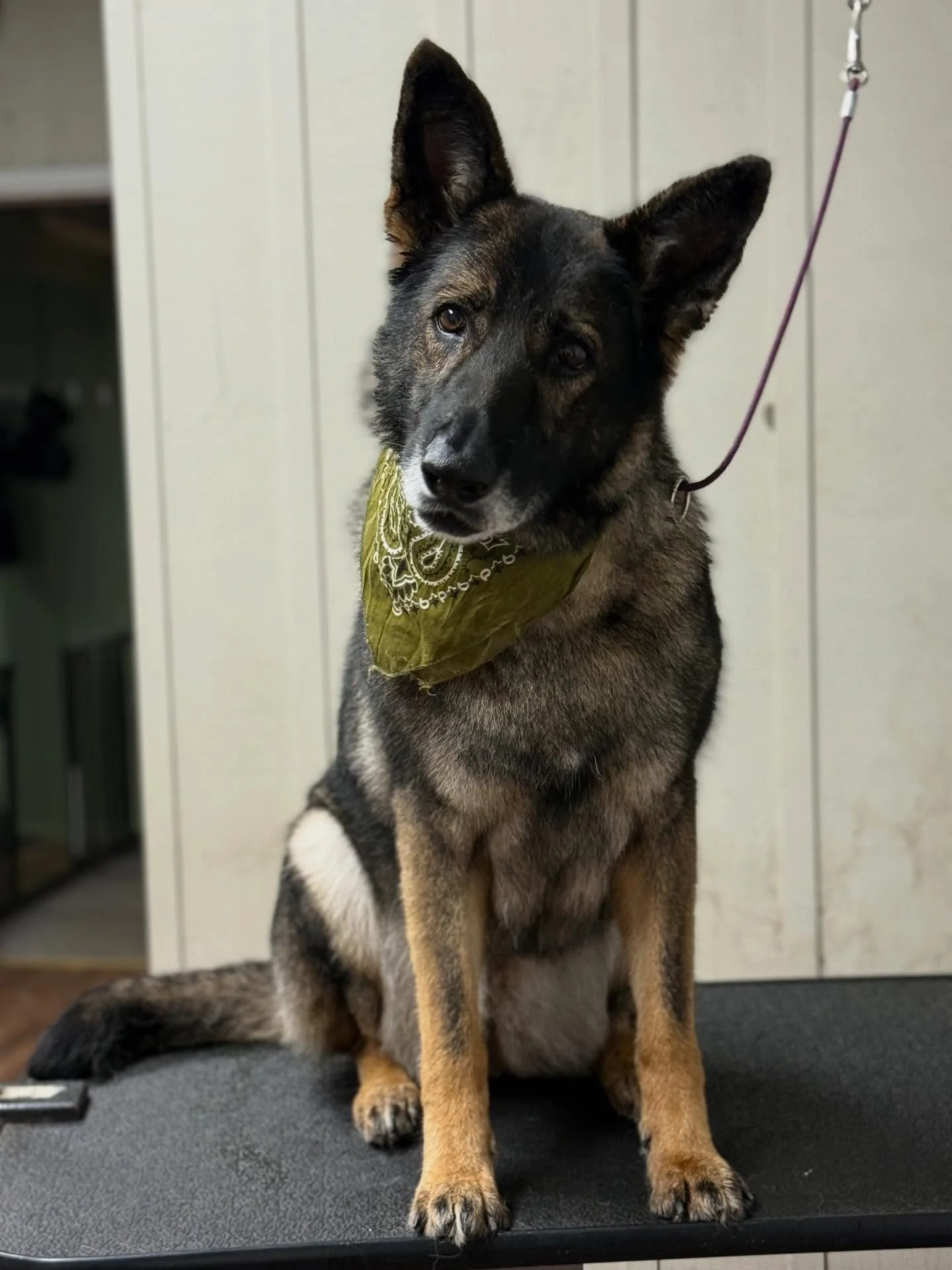 Grooming @taylordk9training