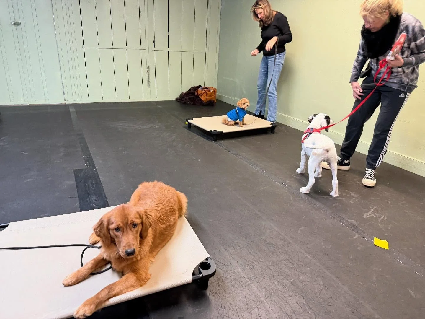 🐾Puppy Class and Reactive Rover Class🐾

Today we expanded on our sit/stays, added a few new tricks to strengthen that down/stay, and continued crushing our place work. These pups (and owners!) are really starting to dial things in.

We wrapped clas