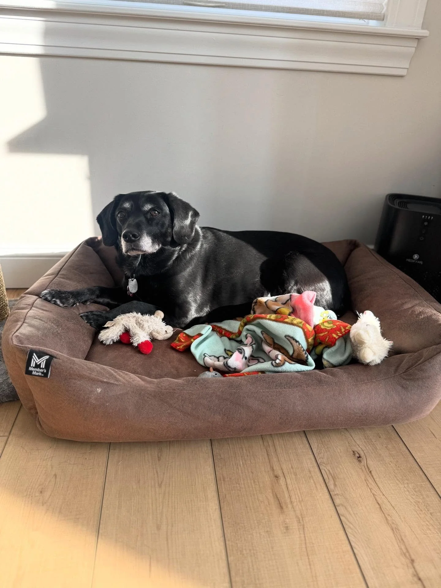 Dog walks and Visits