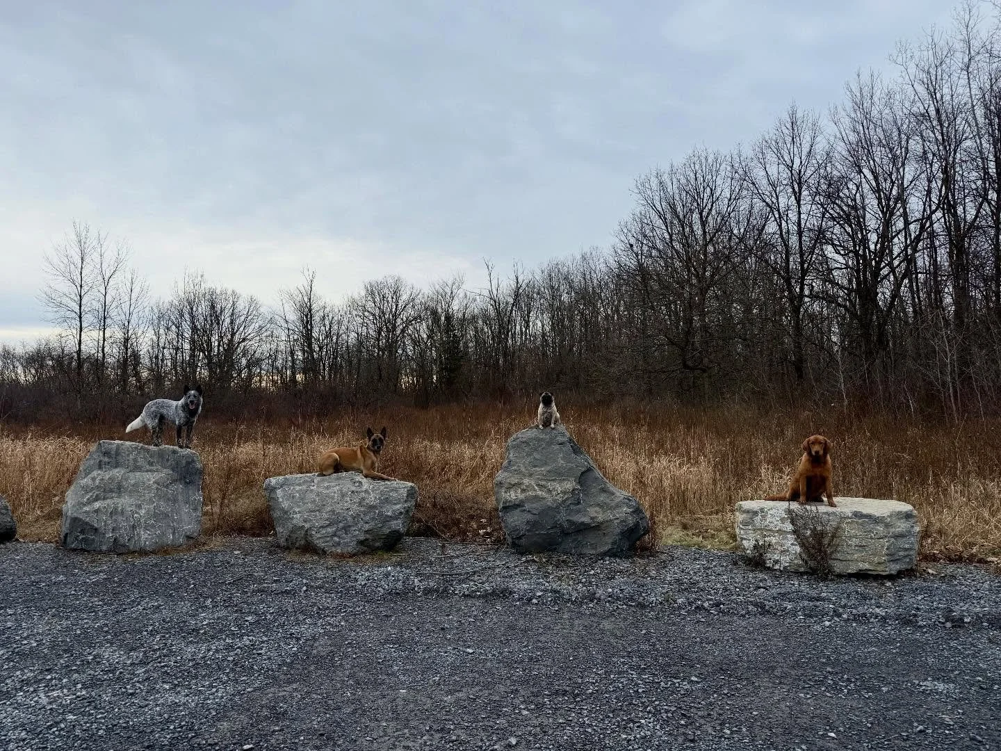 ‼️Group Classes‼️ 

🐾Obedience and Relationship Building🐾

This class builds the foundation every dog and handler team needs. We cover core obedience skills like sit/stay, down/stay, recall, place, handler engagement, and fun bonding exercises that
