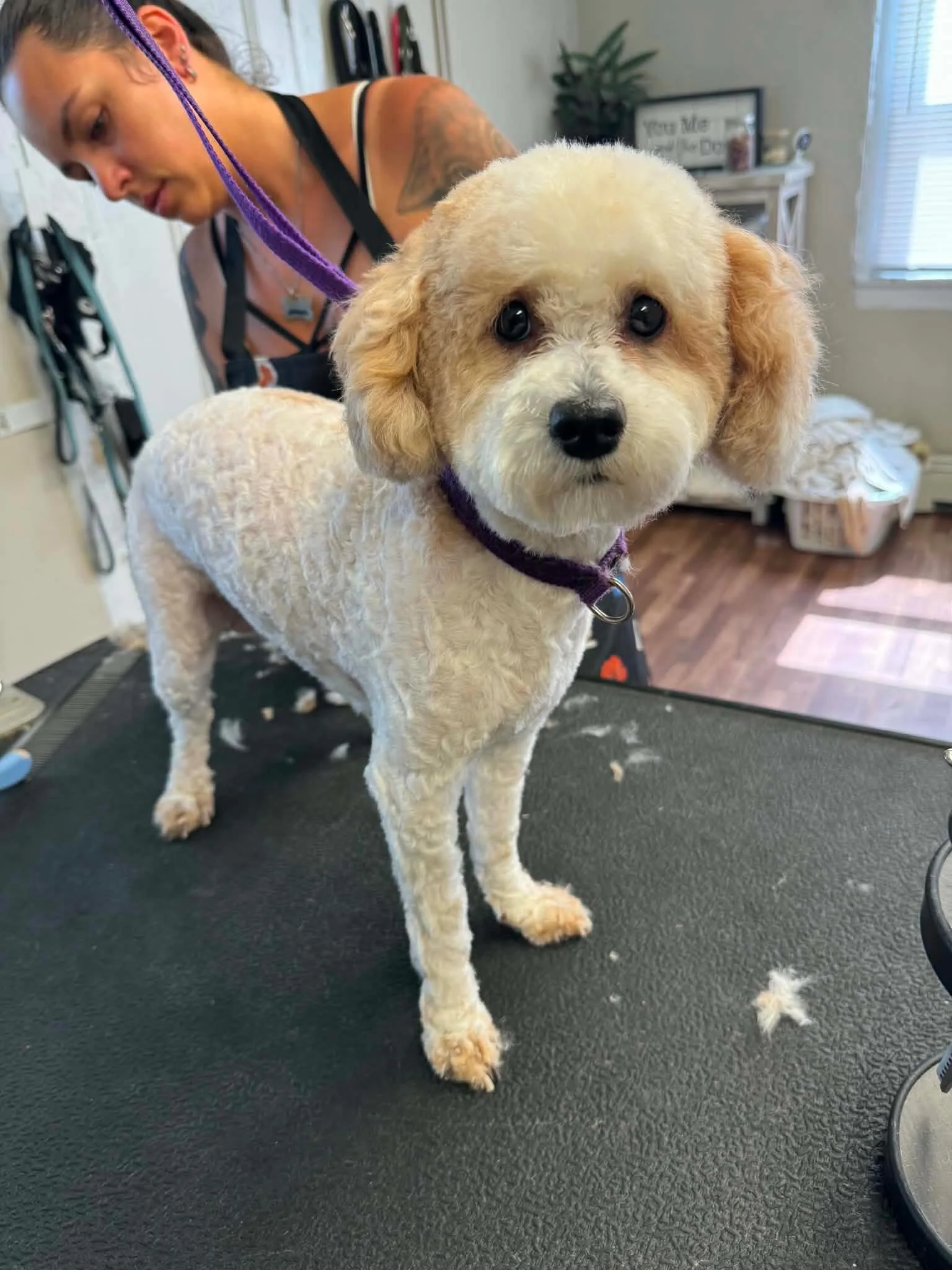 Grooming by Lauren. Booking appointments Tues-Thur🛁🫧🧼845.681.3352