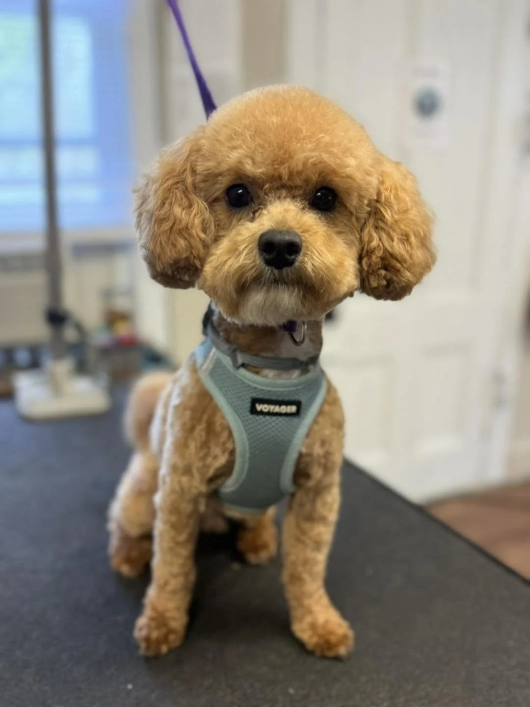 grooming8.jpg