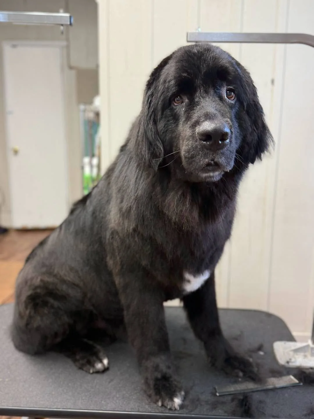 grooming5.jpg