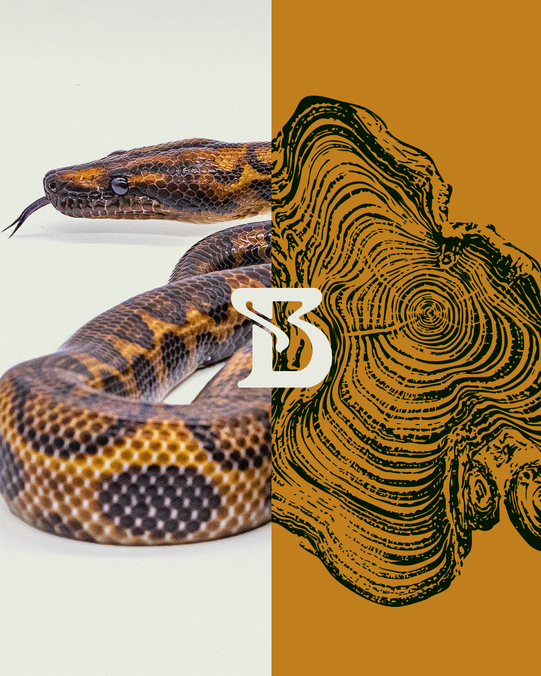 Image split in half, featuring a snake on the left and a drawing of tree rings on the right,