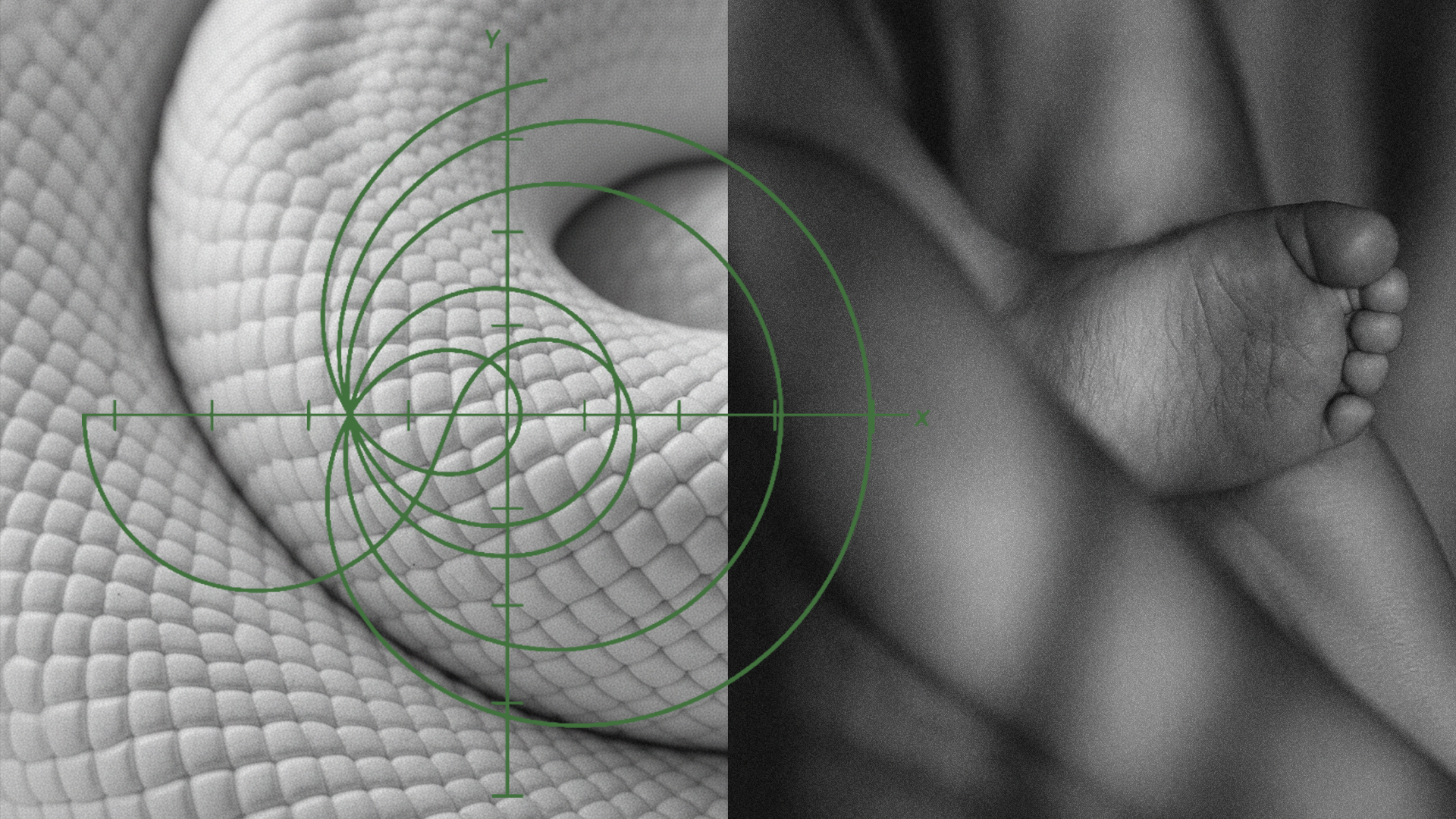 Black-and-white image of a coiled snake with a scale pattern