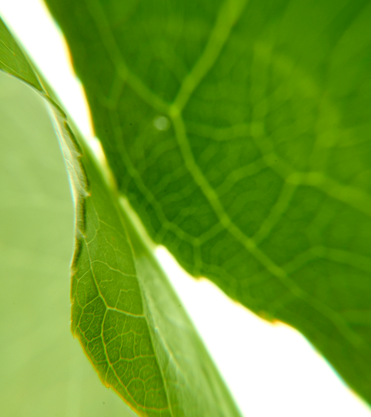 Uma folha verde com detalhes das veias e estrutura.