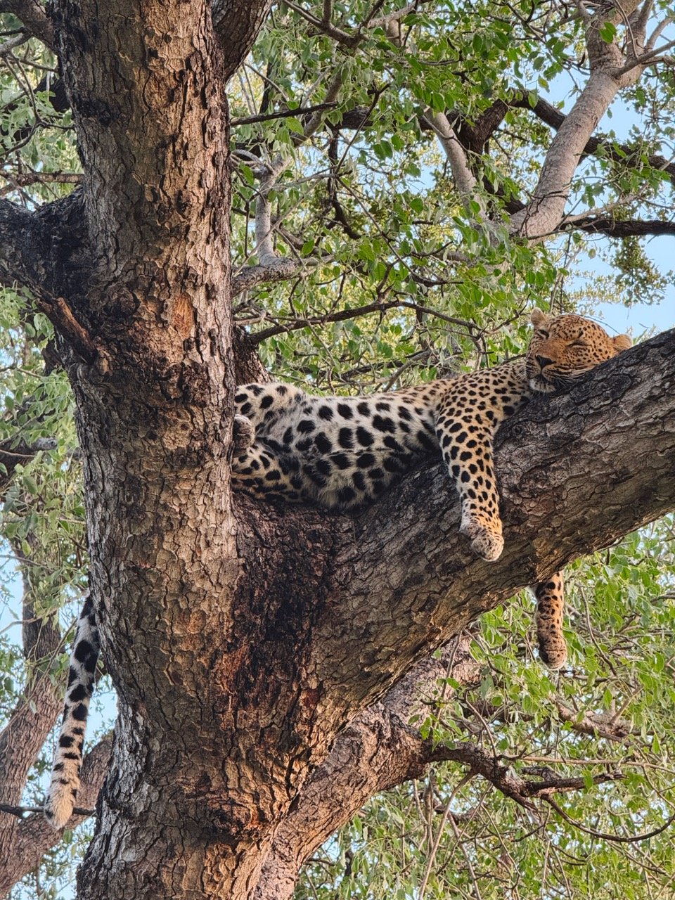 What You Need to Know Before Going to South Africa + Your First Safari