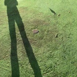 Shadows of a person and a bird on a grassy lawn.