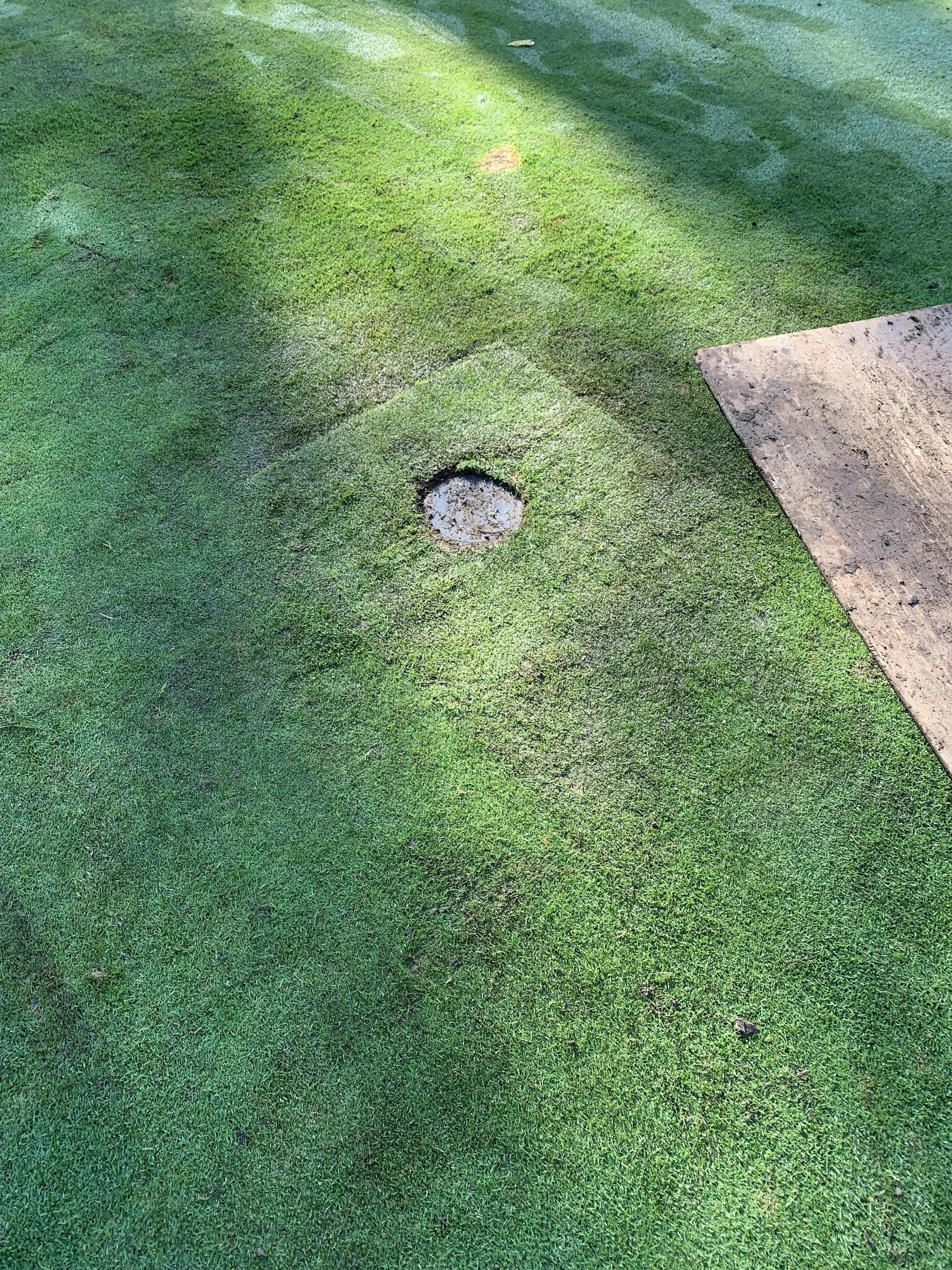 Close-up of a grassy area with a small round sprinkler head and a concrete slab on the side.
