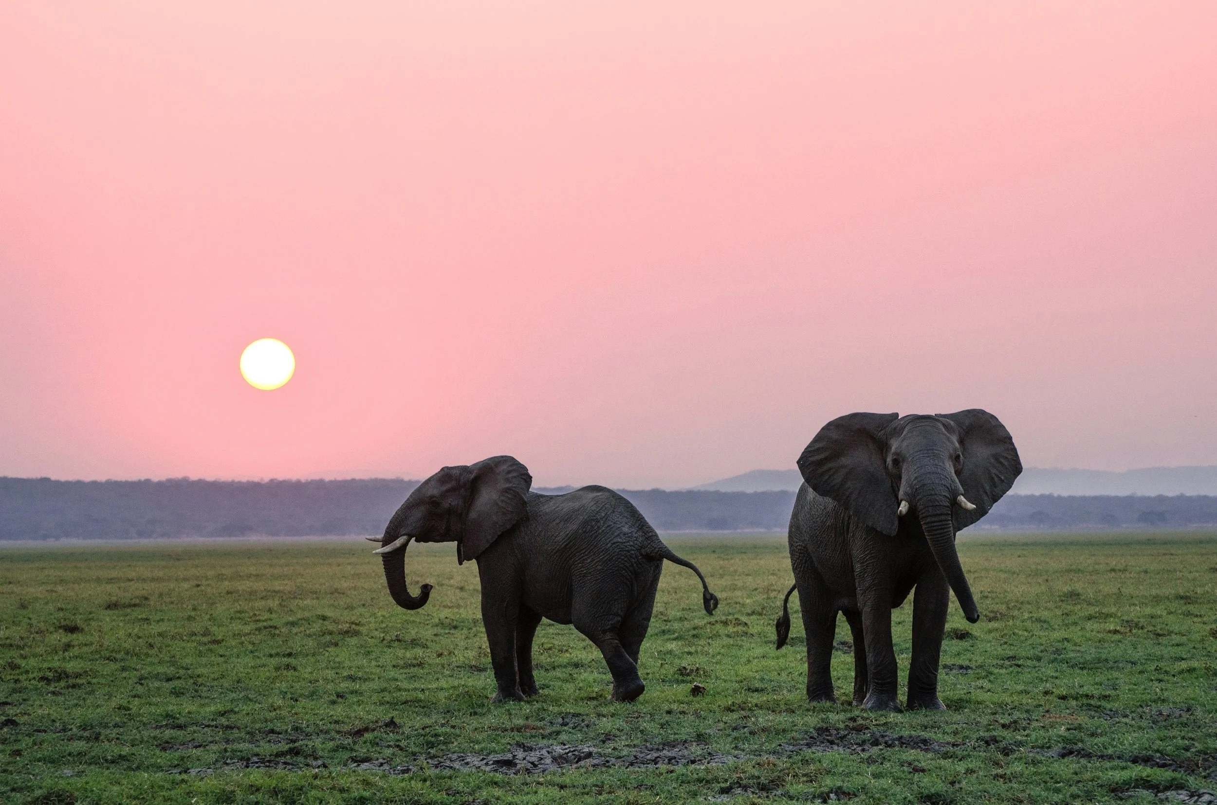 Two elephants walking across a grassy landscape at sunset, with a pink sky and a setting sun in the background.