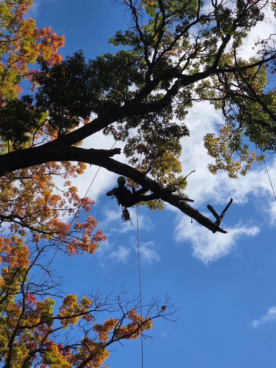 3128150521543368046 (1).JPG