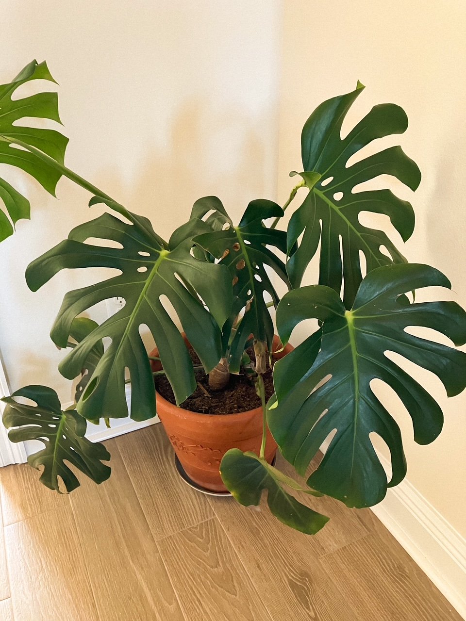 Propagating a Monstera Deliciosa Plant