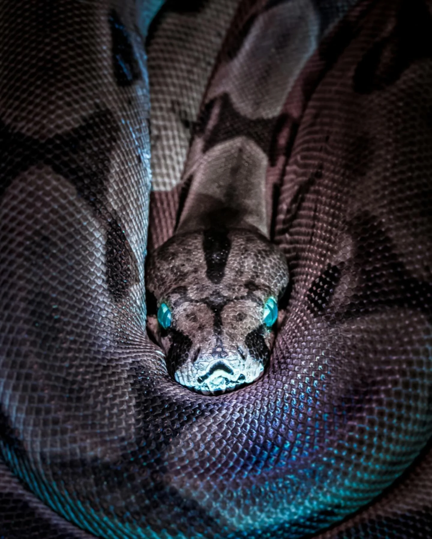 I keep seeing people posting about the Year of the Fire Horse 🐎
But here&rsquo;s your loving reminder from your Feng Shui Consultant&hellip;

The Snake is still with us until February 17. 🐍

This is not the time to rush, force, or leap ahead.
This 