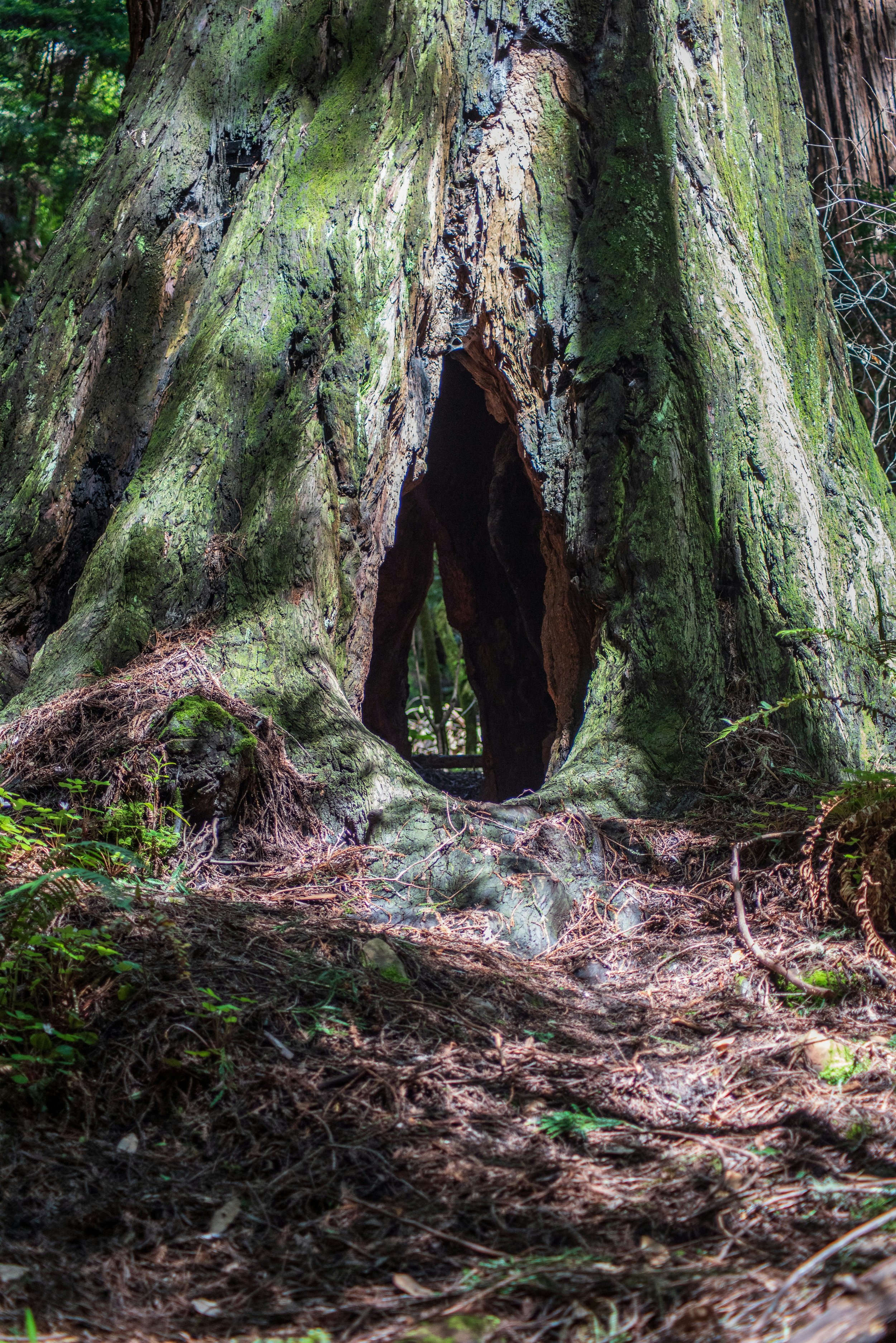 mothering with mother trees